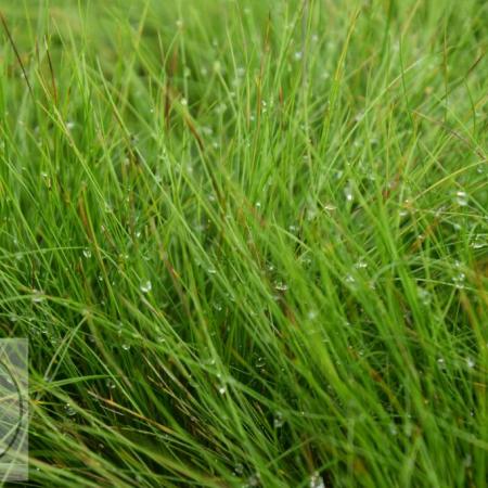 Festuca 'Walberla'