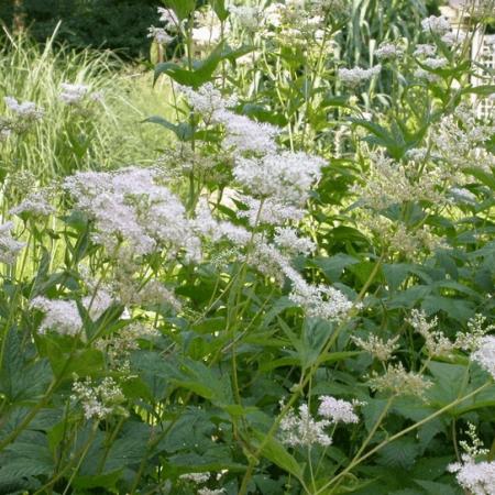 Filipendula purpurea 'Elegans'