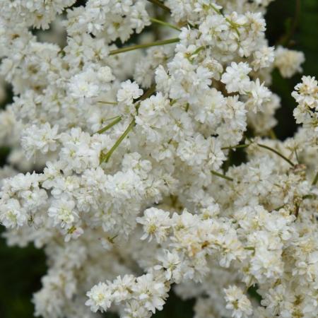 Filipendula vulgaris 'Multiplex'