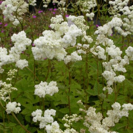 Filipendula ulmaria 'Plena'