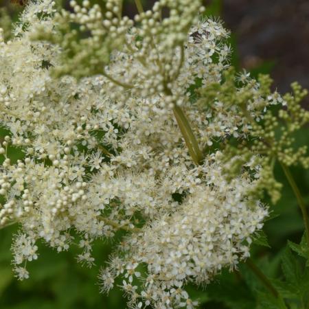 Filipendula ulmaria