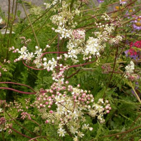 Filipendula vulgaris