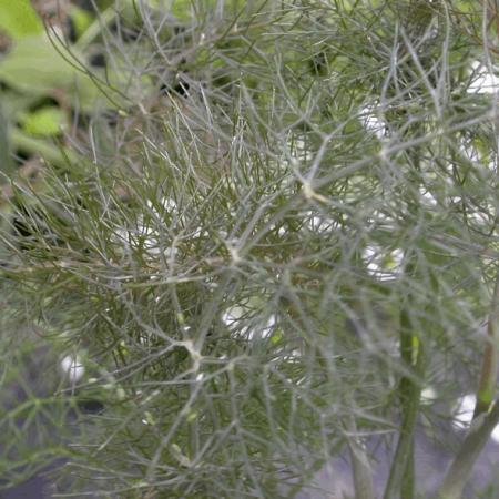 Foeniculum vulgare 'Giant Bronze'