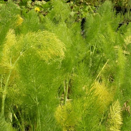 Foeniculum vulgare (venkel)