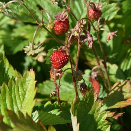 Fragaria vesca 'Alexandria'