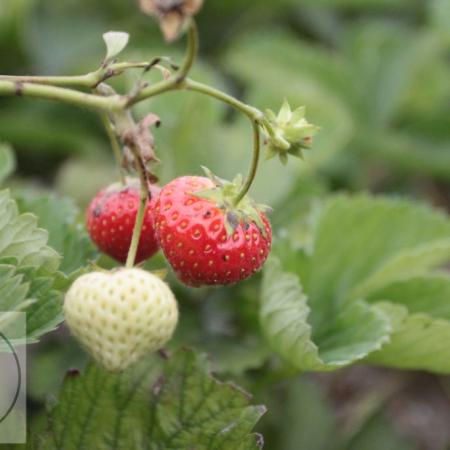 Fragaria ananassa 'Elsanta'