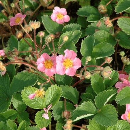 Fragaria 'Frel'