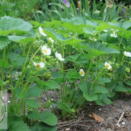 Fragaria ananassa 'Lamabda'