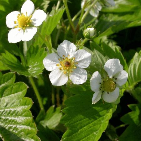 Fragaria vesca