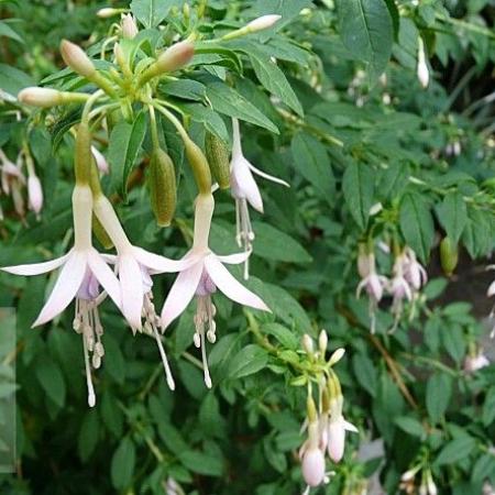 Fuchsia magellanica 'Alba'