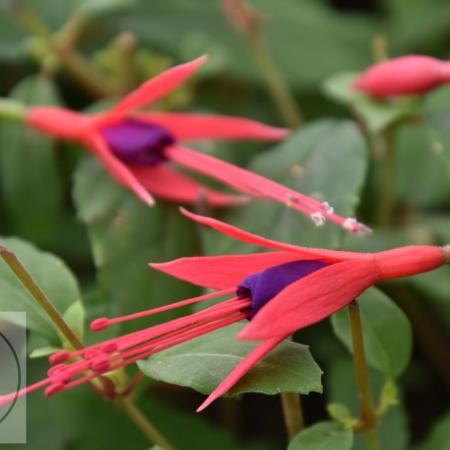 Fuchsia magellanica 'Gracilis'