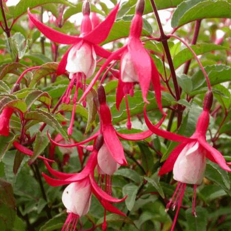 Fuchsia 'Madame Cornelissen'