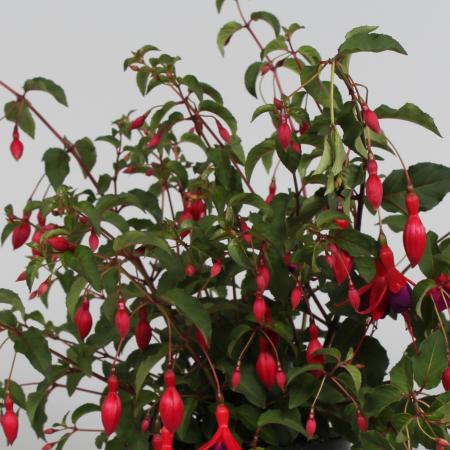 Fuchsia 'Mrs Popple'