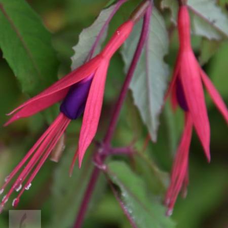 Fuchsia 'Riccartonii'