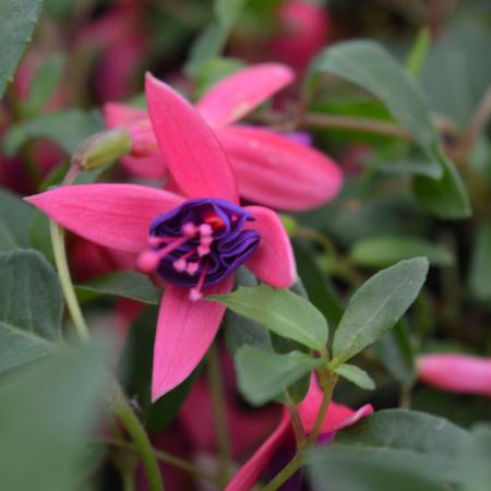 Fuchsia 'Tom Thumb'