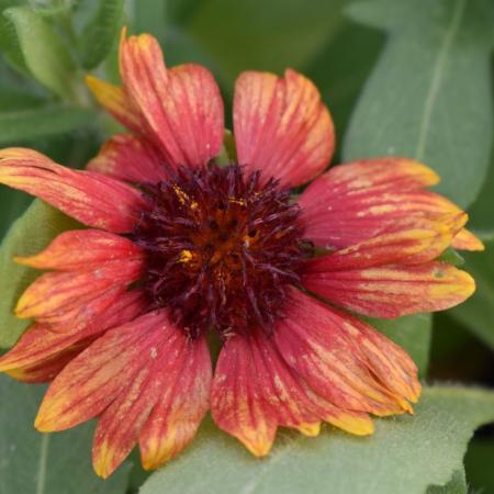 Gaillardia aristata 'Arizona Red Shades'