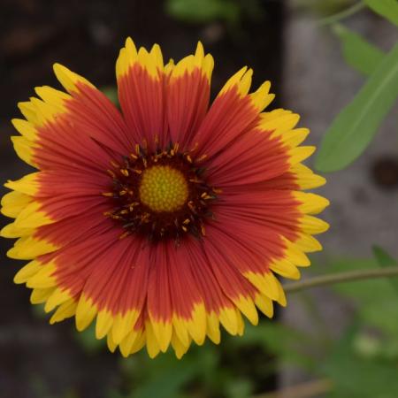 Gaillardia 'Bremen'