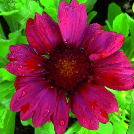 Gaillardia 'Burgunder'