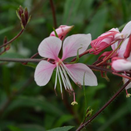 Gaura lindheimeri 'Cherry Brandy'