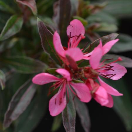 Gaura lindheimeri 'Crimson Butterfly'