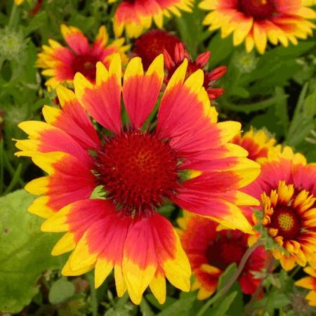 Gaillardia 'Kobold'