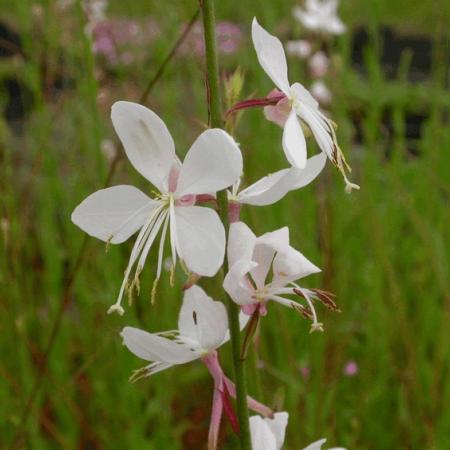 Gaura lindheimeri