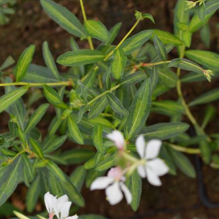 Gaura lindheimeri 'Madonna'