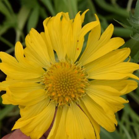 Gaillardia 'Maxima Aurea'