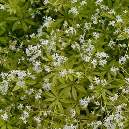 Galium odoratum