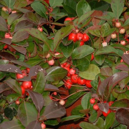 Gaultheria procumbens