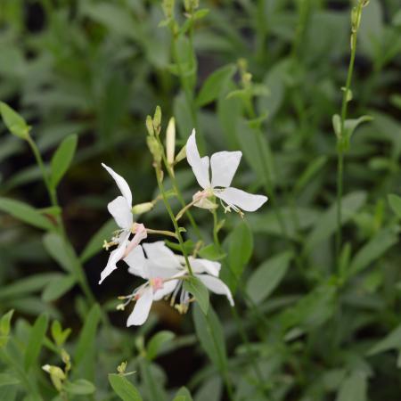 Gaura lindheimeri 'Short Form'