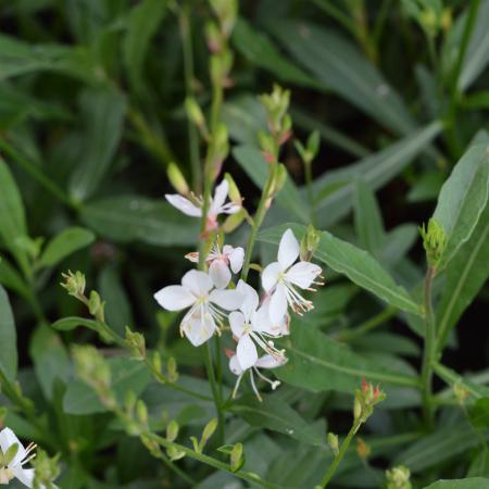 Gaura lindheimeri 'Snowstorm'