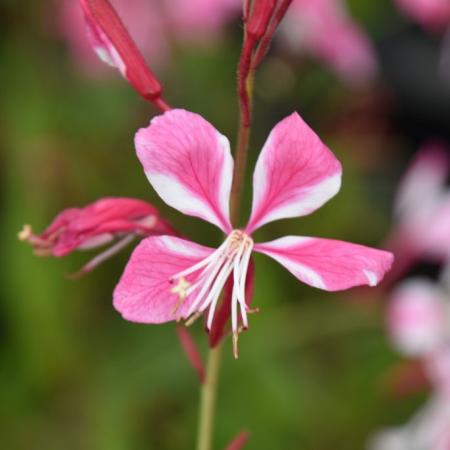 Gaura lindheimeri 'Siskyou Pink'