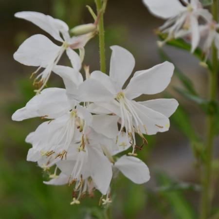 Gaura lindheimeri 'White Dove'