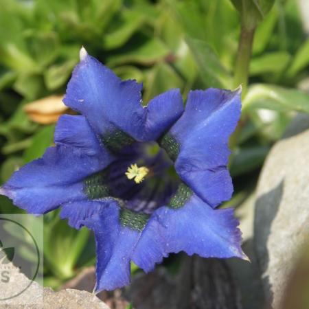 Gentiana acaulis