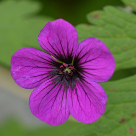 Geranium hybride 'Ann Folkard'