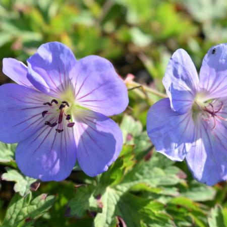 Geranium hybride 'Azure Rush'