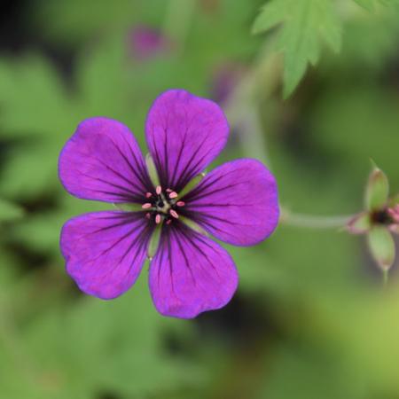 Geranium hybride 'Anne Thomson'