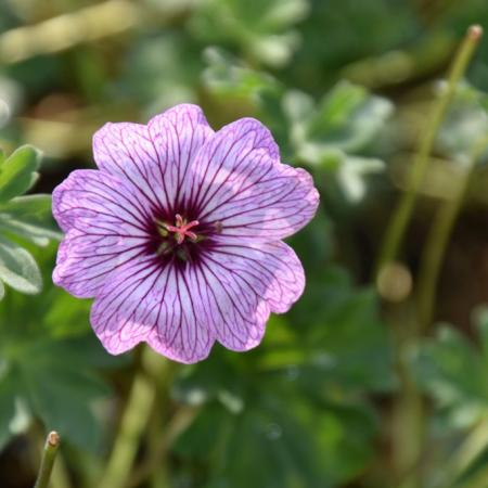 Geranium cinereum 'Ballerina'