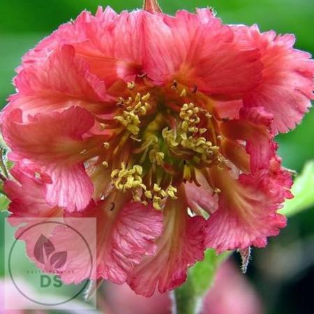 Geum 'Bell Bank'