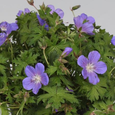 Geranium himalayense 'Baby Blue'