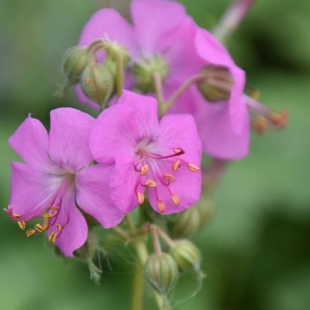 Geranium cantabrigiense 'Bergarten'