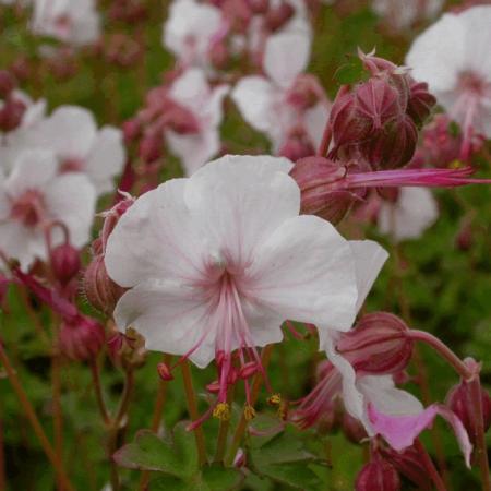 Geranium cantabrigiense 'Biokovo'