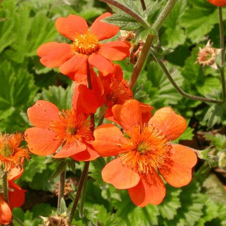 Geum coccineum 'Borisii'