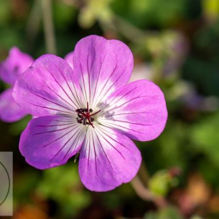 Geranium hybride 'Bloom Time'