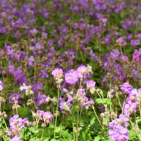 Geranium cantabrigiense 'Cambridge'