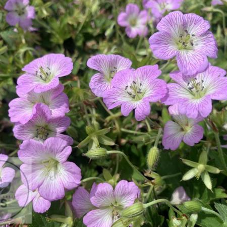 Geranium hybr. 'Confetti'