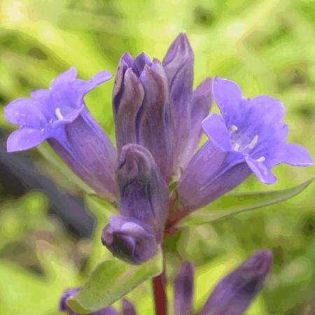 Gentiana dahurica