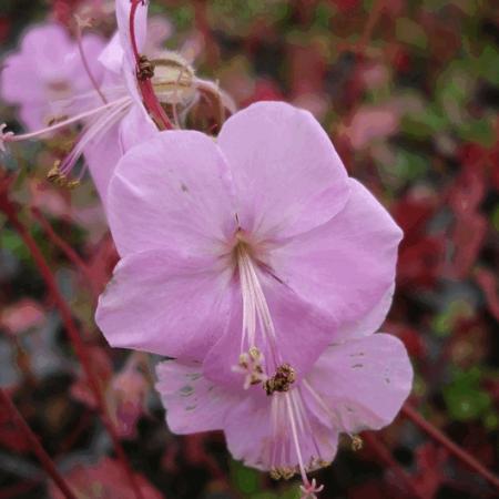 Geranium dalmaticum