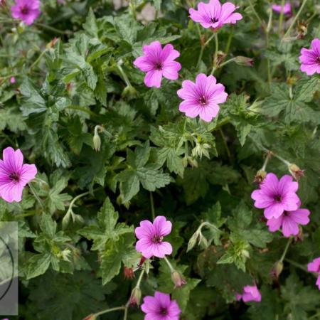 Geranium hybr. 'Elworthy Eyecatcher'